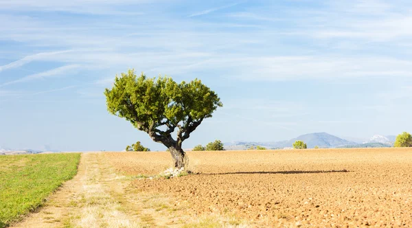 Feld mit Baum, Plateau de valensole, provence, Frankreich — Stockfoto