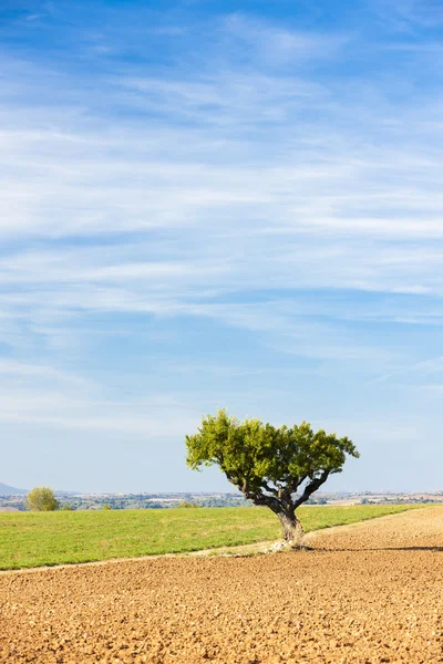 Campo con un árbol, Meseta de Valensole, Provenza, Francia —  Fotos de Stock