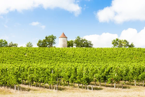 Vineyard with windmill near Ribagnac, Dordogne Department, Aquit — Stockfoto