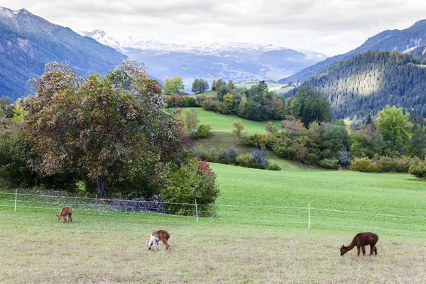 Alperna landskap med alpackor nära filisur, canton graubunden, swi — Stockfoto