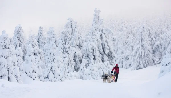 Sledge dogging, Sedivacek's long, Czech Republic — 图库照片