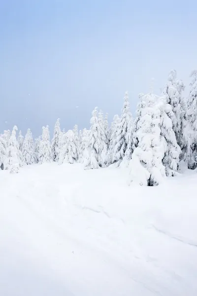 Zimowy krajobraz, gór Orlickich, Republika Czeska — Zdjęcie stockowe