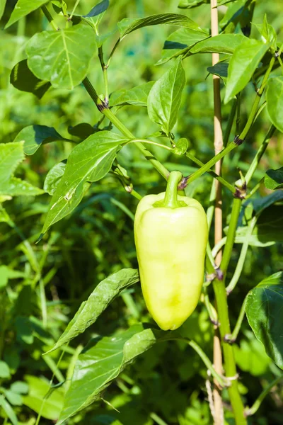 Seedling of pepper with a fruit — Stock Photo, Image