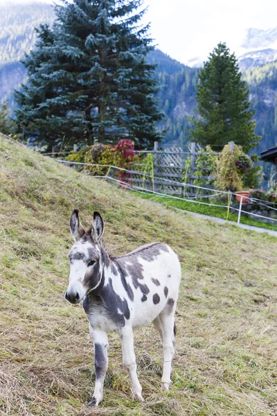 Donkey on meadow, Switzerland — Stock Photo, Image