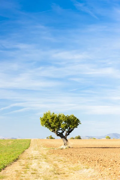 Поле с деревом, Плато де Валенсоле, Прованс — стоковое фото