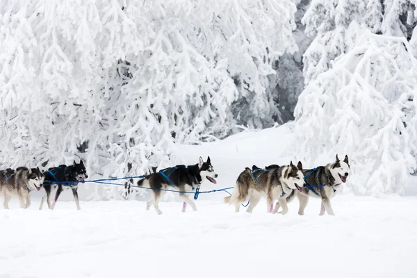 Kälkhockey dogging — Stockfoto