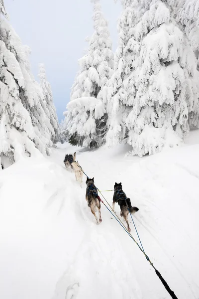 Sledge dogging — Stock Photo, Image