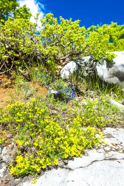 Frühjahrsvegetation — Stockfoto