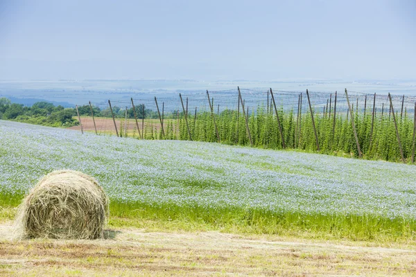 Landschaft mit Hopfengarten, Tschechische Republik — Stockfoto