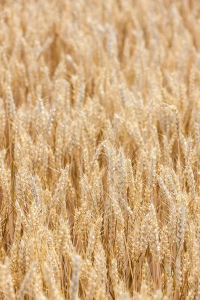 Grain field — Stock Photo, Image