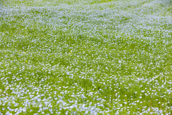 Campo de lino — Foto de Stock