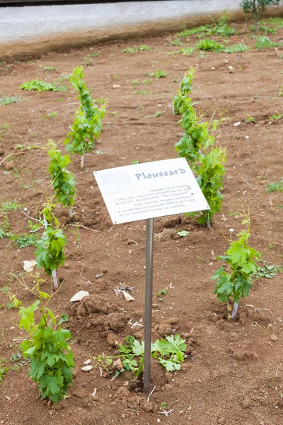 Seedlings of vine called Ploussard — Stock Photo, Image