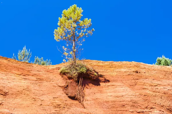 Colorado prowansalskiej — Zdjęcie stockowe