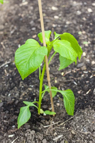 Plántulas de pimienta — Foto de Stock