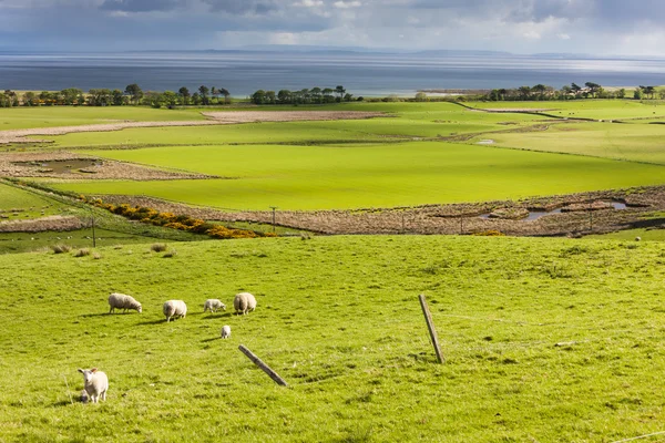 Paesaggio con pecore — Foto Stock