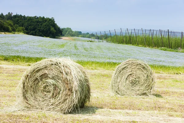 Landschaft mit Hopfengarten — Stockfoto