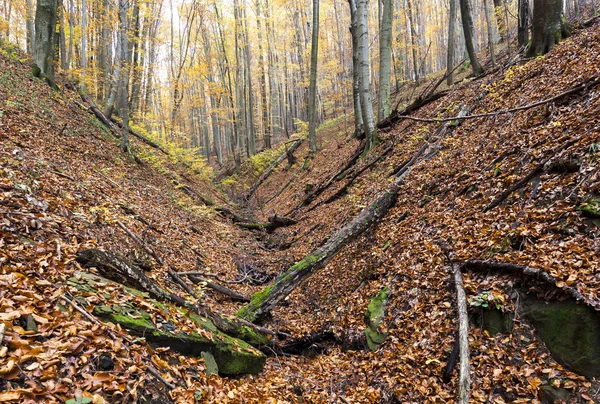 Forest in autumn — Stock Photo, Image