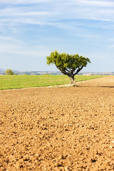 Feld mit einem Baum — Stockfoto