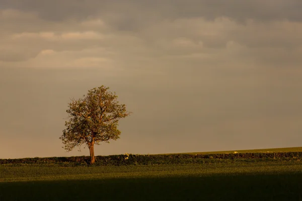 Arbre au coucher du soleil — Photo