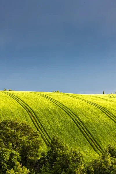 Spring field with trees — Stock Photo, Image