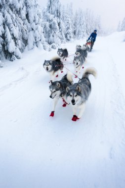 Sledge Dogging