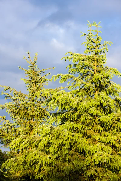 Détail de l'épinette — Photo