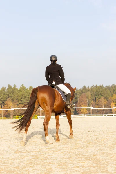 Paardensport op de rug van een paard — Stockfoto