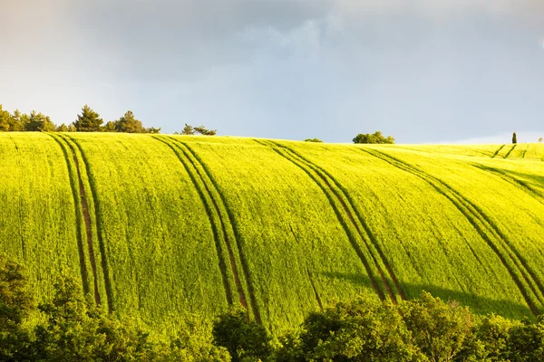 Våren fält med träd — Stockfoto