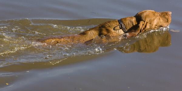 hunting dog in pond