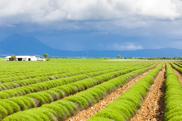 高原 de valensole，普罗旺斯，法国薰衣草田地 — 图库照片