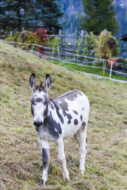 çayır üzerinde eşek
