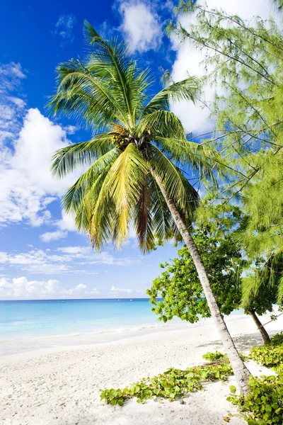 Playa de empresa — Foto de Stock