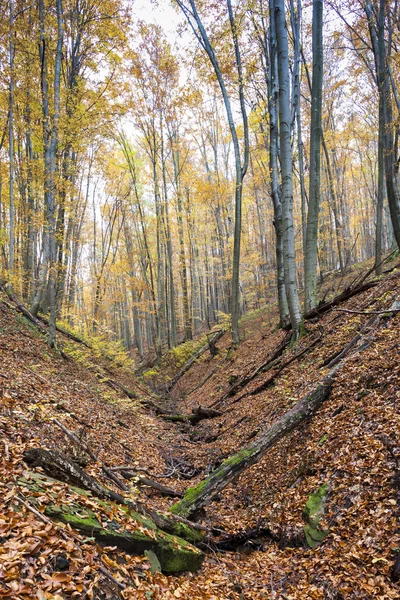 Les na podzim — Stock fotografie