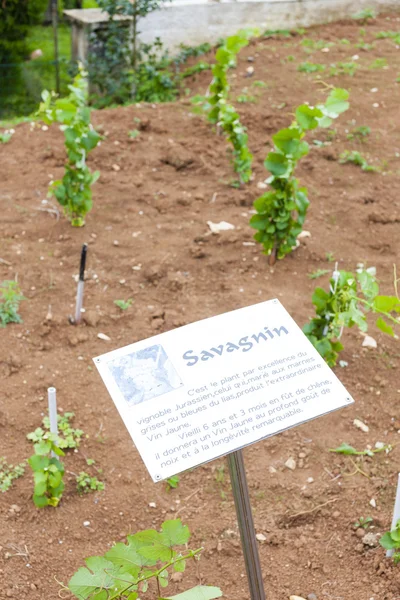 Seedlings of vine called Savagnin in Pupillin, Franche-Comte, Fr — Stock Photo, Image