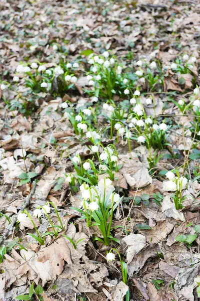 Schneeflocken im Frühling — Stockfoto