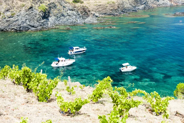 Vineyard on Cap de Peyrefite — Stock Photo, Image