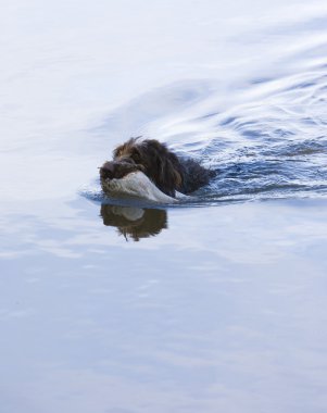 catch ile av köpeği