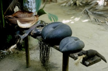 Coco-de-Mer