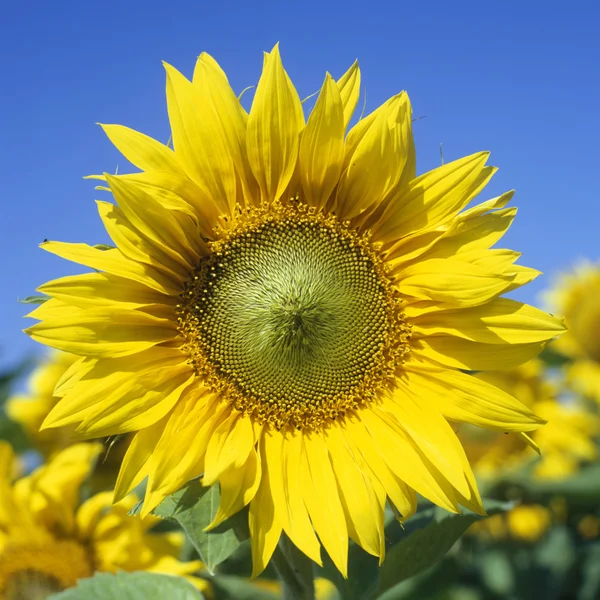 Girasoli — Foto Stock