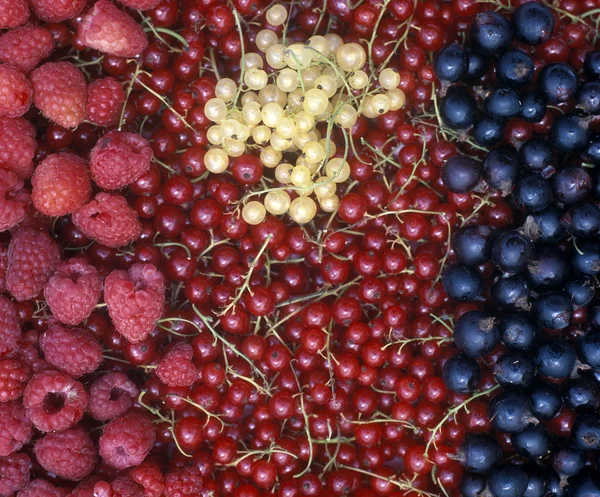 Johannisbeeren und Himbeeren — Stockfoto