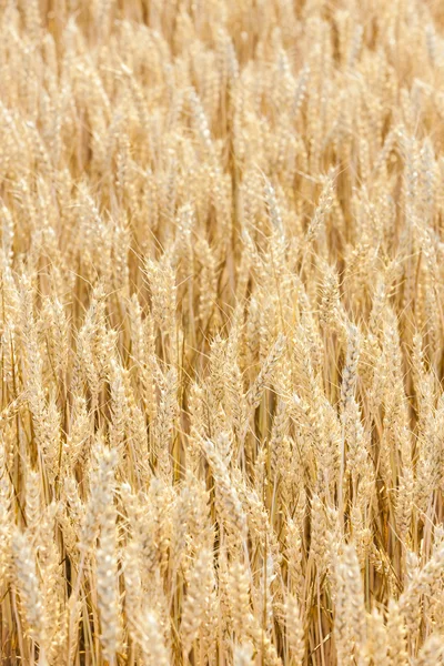 Grain field — Stock Photo, Image