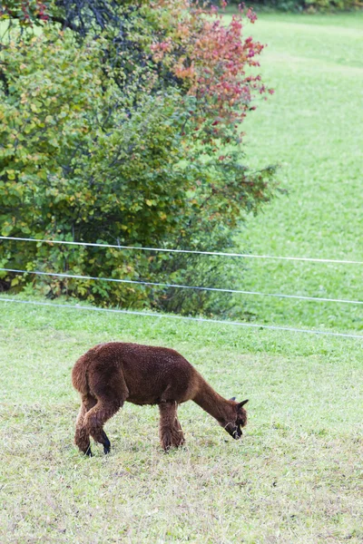 Alpaca on meadow — Stock Photo, Image