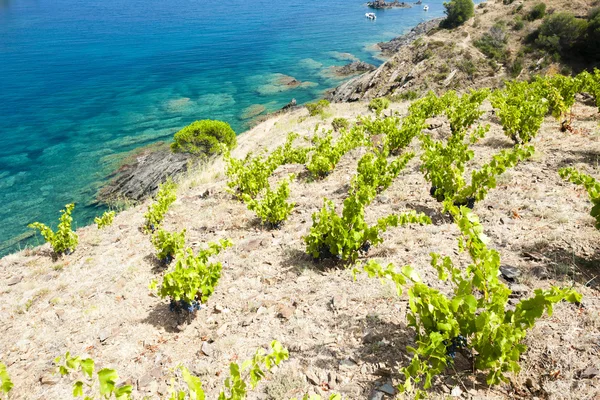 Vineyard on Cap de Peyrefite — Stock Photo, Image
