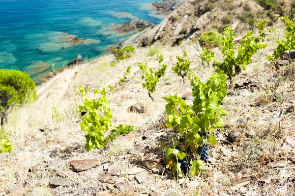 Vineyard on Cap de Peyrefite — Stock Photo, Image