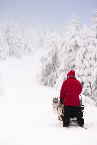 Sledge Dogging — Stok fotoğraf