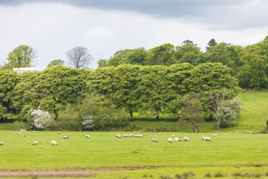 Koyunları ile peyzaj