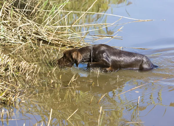 Hunting dog in pond — Stock Photo, Image