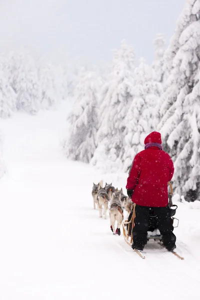 Traîneau à chiens sur piste — Photo