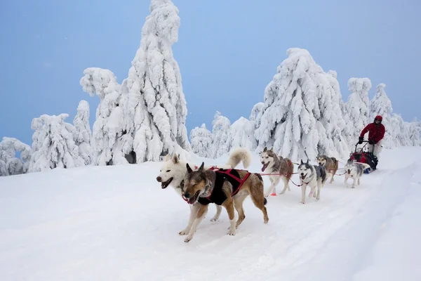 Hondenslee op trail — Stockfoto