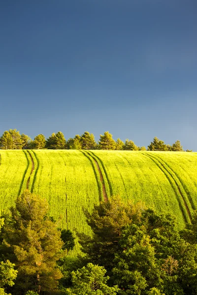 Spring field with trees — Stock Photo, Image